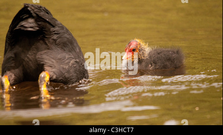 Adulte et coq se nourrissant sur l'étang, Angleterre Banque D'Images