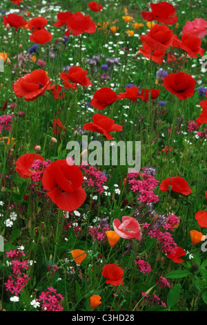 (Wildblumenwiese Klatsch-Mohn) - Chena Hot Springs Road, Alaska, USA Banque D'Images