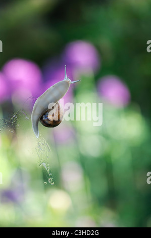 Escargot sur verre à effet de serre Banque D'Images