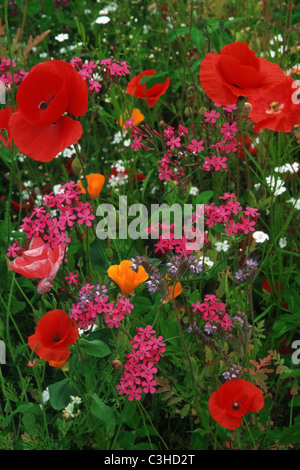 (Wildblumenwiese Klatsch-Mohn) - Chena Hot Springs Road, Alaska, USA Banque D'Images