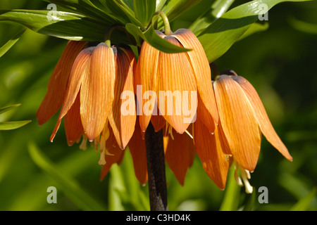 Kaiserkrone, Fritillaria imperialis, Bluete, couronne impériale, Bloom, Deutschland, Allemagne Banque D'Images