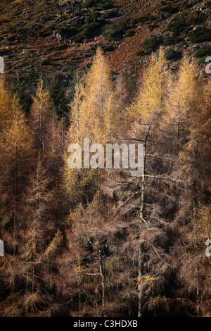 La fin de l'Automne doré des mélèzes au pied de Blake Rigg près de Blea Tarn dans la région des lacs de l'Angleterre Banque D'Images