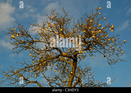 Aepfel am Baum, Malus domestica, Appletree, Ostalbkreis, Baden Wuerttemberg, Deutschland, Allemagne Banque D'Images