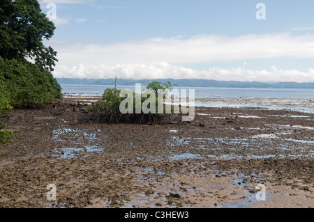 Les rives le long de certaines des îles du Pacifique Sud de Fidji, tels que, Beqa sont grandement affectés par la marée basse. Banque D'Images