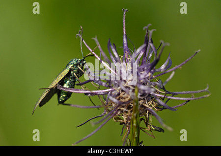 Kugelige Teufelskralle, Phyteuma orbiculare, Weisse, Roundheaded Rampion, blanc, Bayern, Bavière, Allemagne, Germa Banque D'Images