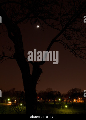 Avis de croissant de lune à travers un frêne taillées sévèrement dans Parc Powderhorn, Minneapolis, MN - Avril 2011 Banque D'Images