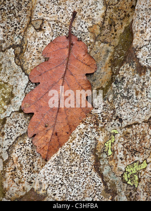 Feuille unique est situé au sommet d'un mur de pierre couvert de lichens dans le Lake District Banque D'Images