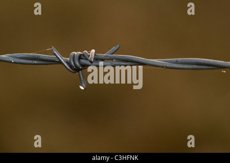 Gouttes de rosée du matin sur les araignées de web du fil de fer barbelé Banque D'Images