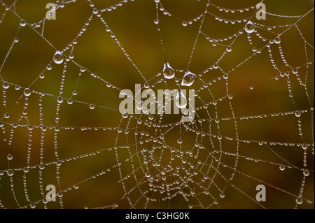 Gouttes de rosée du matin sur les araignées de web du fil de fer barbelé Banque D'Images