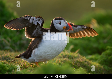 Macareux moine sèche ses ailes dans le dernier de la soirée sunshine Banque D'Images