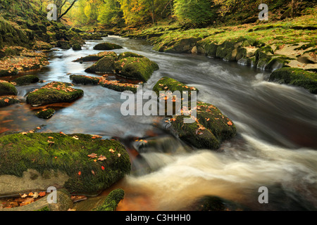 La rivière Wharfe en automne près de la SRCFA dans Yorkshire, Angleterre Banque D'Images