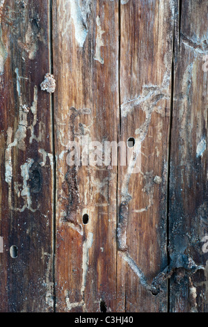 Les voies et les trous d'entrée de la dendroctone du pin ponderosa dans le tronc d'un arbre de pin tordu à Seeley Lake, Montana. Banque D'Images