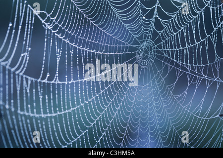 Extreme close-up of spider web de rosée Banque D'Images