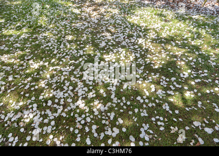 Fleur de cerisier, pétales, sur l'herbe, sur le sol sous les cerisiers. Symbole de beauté éphémère. De l'ombre pommelé. Banque D'Images