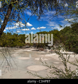 Dans la zone géothermique de Wai-O-Tapu, Rotorua, île du Nord, en Nouvelle-Zélande. Banque D'Images