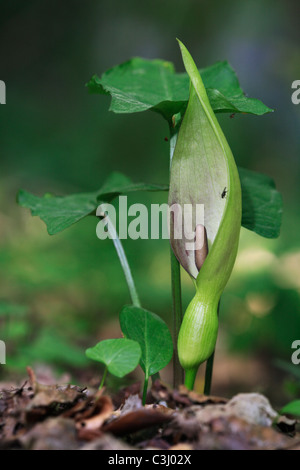 Gefleckter Aronstab, Arum maculatum, Lords et Ladies, cuckoo pint Banque D'Images