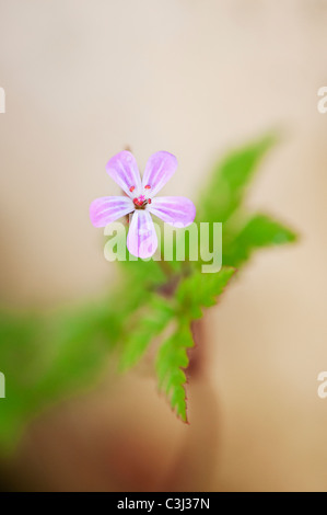 Geranium robertianum. Herb Robert flower Banque D'Images