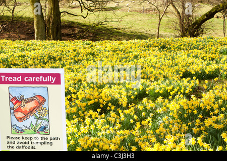 La floraison des jonquilles sauvages dans la région de Rosedale, dans le North York Moors, Yorkshire, UK. Banque D'Images