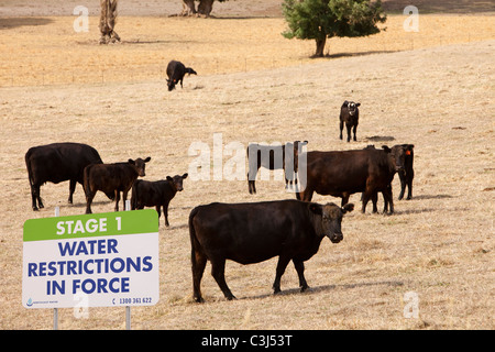 Bovins sur terre près du lac Hume en Nouvelle Galles du Sud, Australie. Banque D'Images