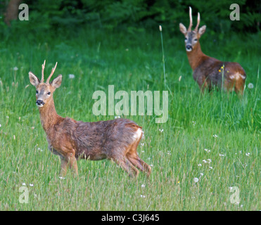 Les chevreuils (Capreolus capreolus), aussi connu comme l'ouest de chevreuils ou de chevreuil, est une espèce eurasienne de chevreuils. Banque D'Images