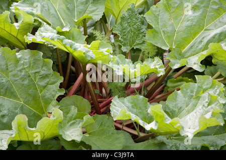 La rhubarbe plante poussant sur l'attribution Banque D'Images