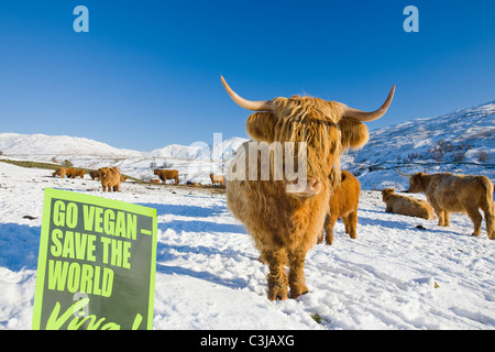 Neige dans le Kentmere fells de mauvais Bell et la chape dans le Lake District UK avec Highland cattle en premier plan Banque D'Images