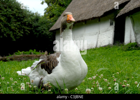 Goose dans le Frilandsmuseet à Lyngby à Copenhague sur l'île de la Nouvelle-Zélande au Danemark Banque D'Images