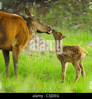 Un nouveau-né bébé wapiti embrasse sa mère la fin du printemps dans les Rocheuses. Banque D'Images
