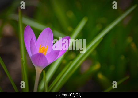 Close-up of purple Crocus poussant sur domaine Banque D'Images