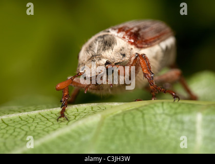 Un scarabée Cockchafer ou peuvent Bug - Melolontha melolontha, sur une feuille. Banque D'Images