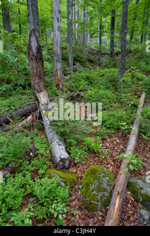 Borkenkaeferangriff Waldneubildung nach, bostryche, attaque, Nationalpark Bayerischer Wald, parc national de la Forêt bavaroise Banque D'Images