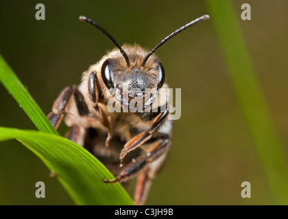 Une exploitation minière - abeille Andrena au repos sur un brin d'herbe. Banque D'Images