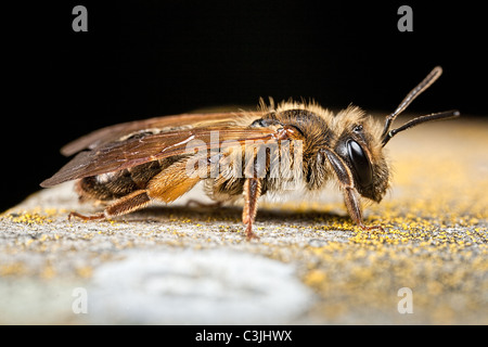 Vue latérale d'une exploitation minière, de l'abeille Andrena bucephala Banque D'Images