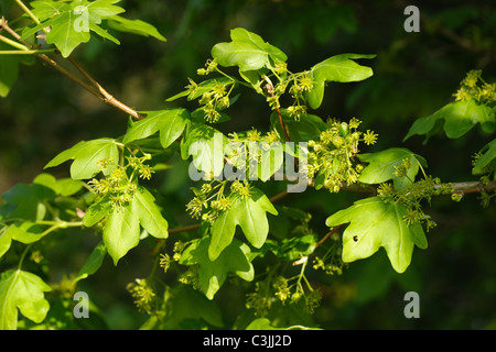 Les jeunes feuilles et fleurs sur terrain érable (Acer campestre) au printemps Banque D'Images