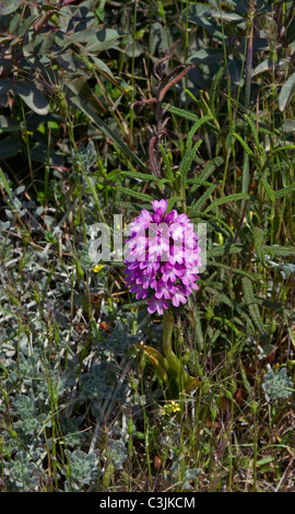 Les fleurs sauvages de la nature Conservation de la péninsule d'Akamas dont l'orchid Anacamplis Pyramidalis Banque D'Images