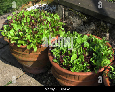 Sélectionner et revenir les légumes feuilles de salade de laitue poussant dans des pots en terre cuite Banque D'Images