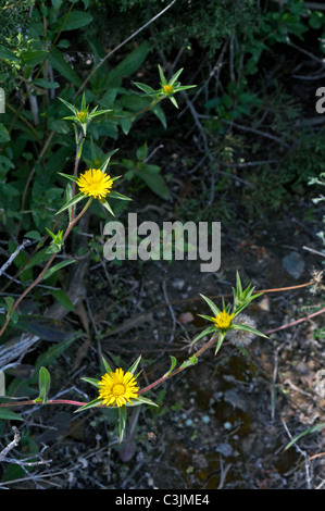 Les fleurs sauvages de la nature Conservation de la péninsule d'Akamas Chypre Banque D'Images