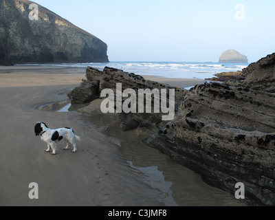 Trebarwith Strand à l'anse à marée basse avec Gull rock au large, sur un beau matin de printemps Banque D'Images