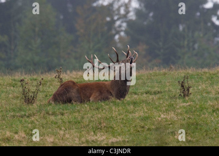 Rothirsch waehrend der Brunft, Cervus elaphus, Red Deer, homme, l'orniérage Banque D'Images