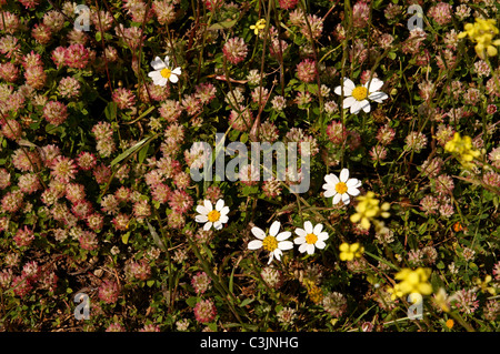 Les fleurs sauvages de la nature Conservation de la péninsule d'Akamas Chypre Banque D'Images