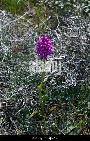 Les fleurs sauvages de la nature Conservation de la péninsule d'Akamas : l'orchidée Anacamplis Pyramidalis Banque D'Images