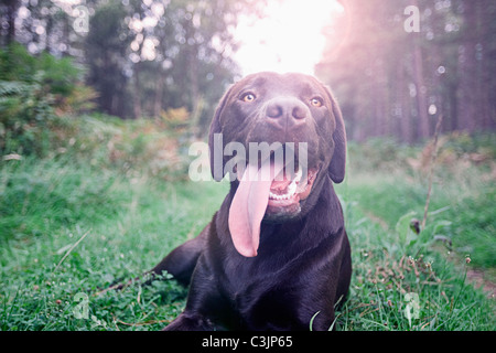 Chien haletant sur l'herbe Banque D'Images