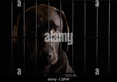 Studio shot of Chocolate labrador in cage Banque D'Images