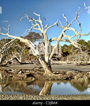 Chriskirkphotography.net Boneyard beach Banque D'Images