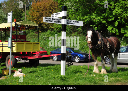 Shire Horse dans le faisceau par arrêt de bus, Hook Norton, Oxfordshire Banque D'Images