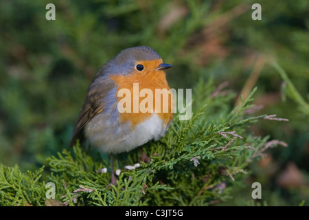 Rotkelchen, Erithacus rubecula aux abords, European robin Banque D'Images