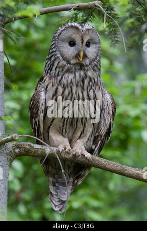 Chouette de l'Oural Strix uralensis], [forêt de Bavière, Allemagne du sud Banque D'Images