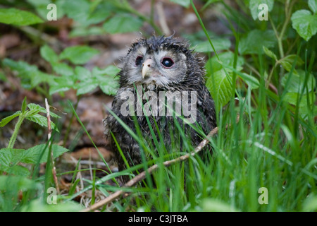 Chouette de l'Oural Strix uralensis], [forêt de Bavière, Allemagne du sud Banque D'Images