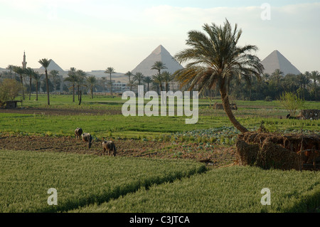 GIZA, EGYPTE -- les riches sols de la delta du Nil DANS LES TERRES AGRICOLES Près des pyramides de Gizeh. Banque D'Images