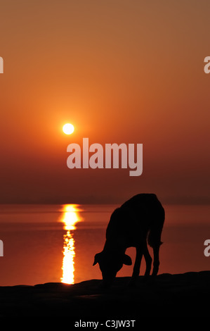 Un chien sauvage erre sur les rives du lac Sukhna, une marche populaire et de loisirs de l'endroit, au lever du soleil. Banque D'Images